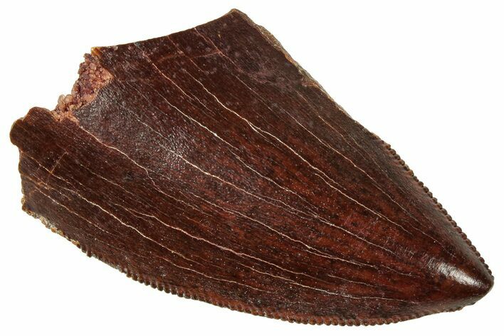Serrated, Carcharodontosaurus Tooth - Real Dinosaur Tooth #329889